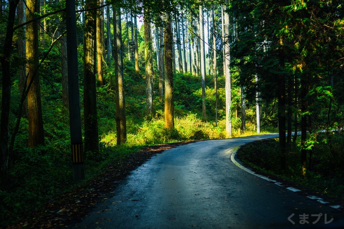 森林の道